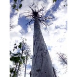 Гнездо орлана-белохвоста возле озера Пичерки.jpg Гнездо орлана-белохвоста возле озера Пичерки.jpg